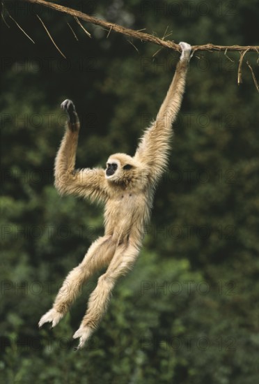 White-Handed Gibbon (hylobates lar), Adult Hanging from Liana