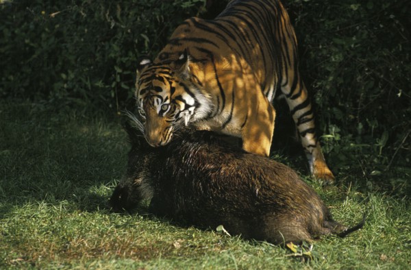 Sumatran Tiger (panthera tigris sumatrae), Adult hunting Wild boar