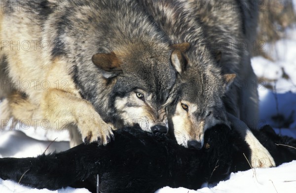North American Grey Wolf (canis lupus occidentalis), Adults on a Kill, Canada, North America