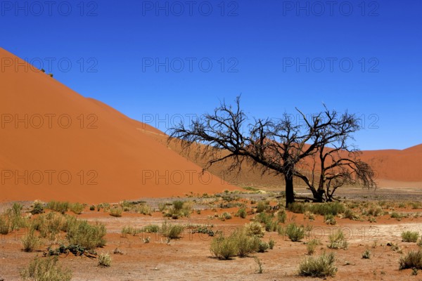 Dune 45, Sossulsvlei Dunes in Namib Desert, Namib Naukluft Park in Namibia