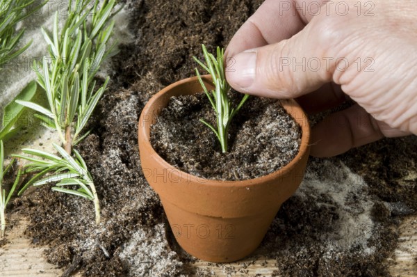 Planting of rosemary (Rosmarinus officinalis), cuttings, rosemary cuttings, cultivation