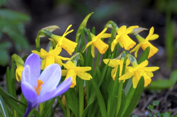 Crocus with daffodils in the garden, yellow daffodil (Narcissus pseudonarcissus), daffodil, daffodil, wild daffodil, trumpet daffodil, mullein, spring crocus (Crocus vernus), spring saffron