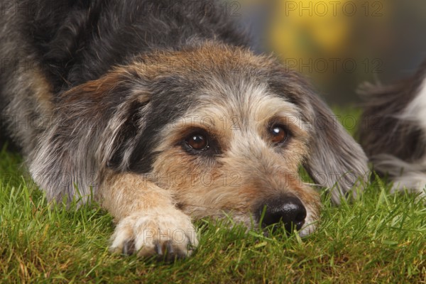 Mixed breed dog, old dog, 10 years old