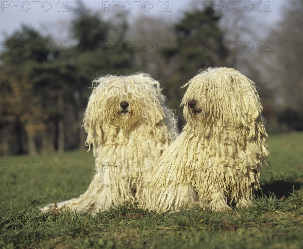 Hungarian Puli dog, adult sitting on grass