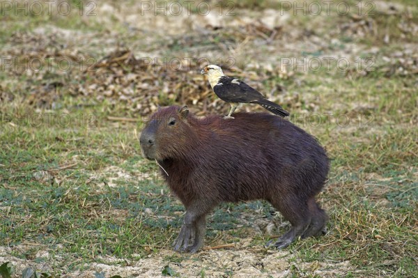 Capybara (hydrochoerus hydrochaeris) with yellow-headed caracara (milvago chimachima), the world's largest rodent, Los Lianos in Venezuela