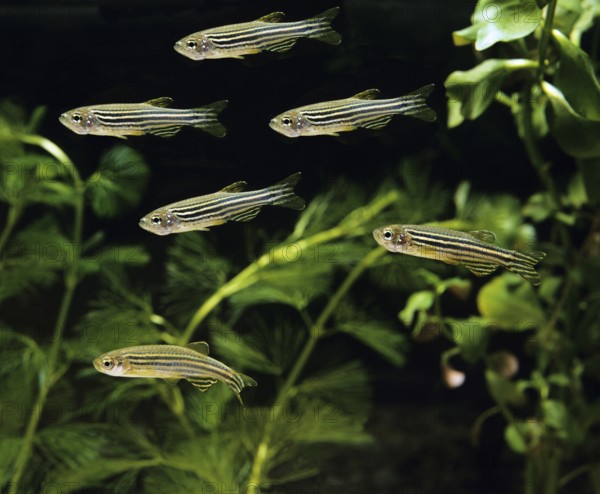 Zebrafish (brachydanio rerio) (Brachydanio rerio), Zebrafish, Animals, Other animals, Fishes, Carp-like, Carp fishes, Zebrafish