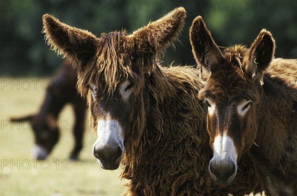 Poitou donkey or Baudet du Poitou, a French breed, adult portrait