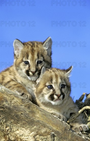 COUGAR (puma concolor), CUB ON STUMP, MONTANA