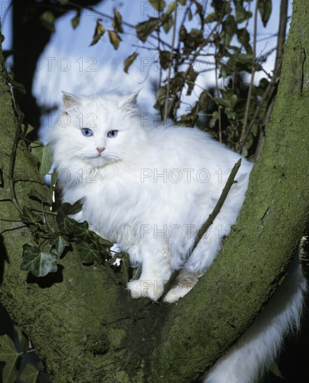 White Turkish Angora domestic cat, breed from Ankara in Turkey