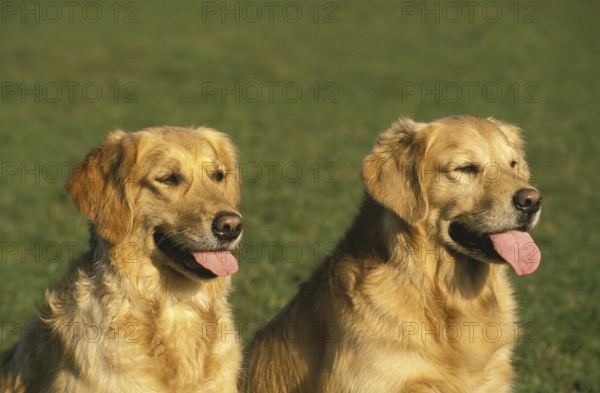 GOLDEN RETRIEVER, PORTRAIT OF ADULTS
