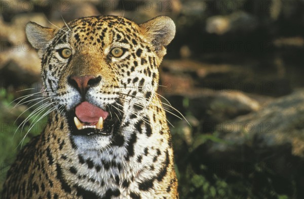 JAGUAR (panthera onca), PORTRAIT OF ADULT WITH OPEN MOUTH