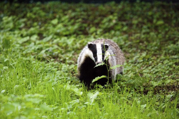 European Badger (meles meles), Normandy