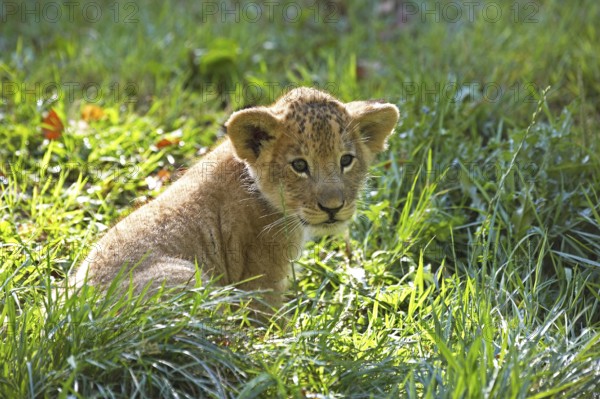 African Lion (panthera leo), Cub sitting on Grass