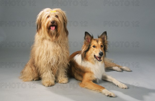 Rough collie and mixed breed dog