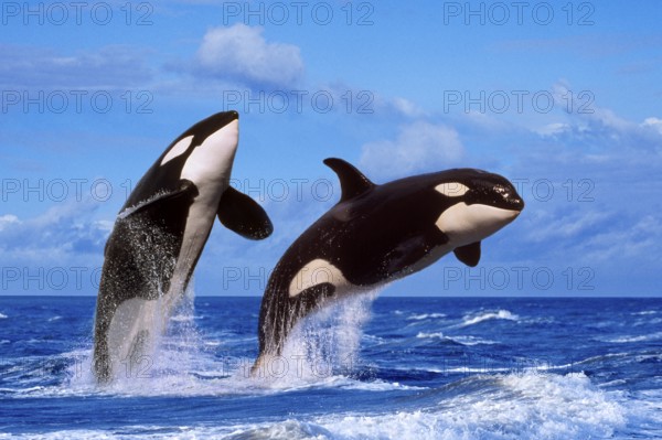 Killer whales (Orcinus orca)