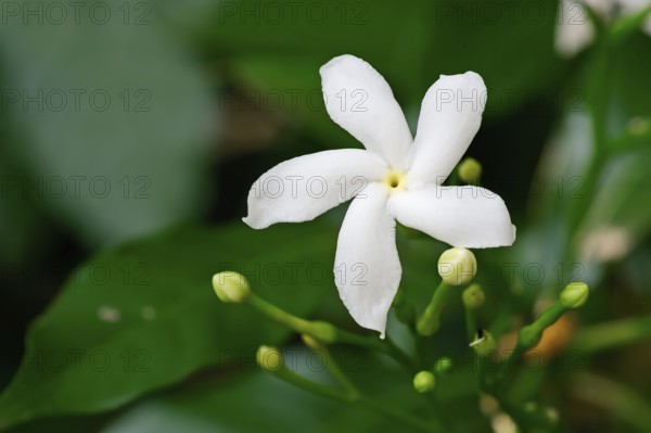 Crape Jasmine, Rajasthan, India (Tabernaemontana divaricata), Coffee Rose, Crape Gardenia, Paper Gardenia, Pinwheel Jasmine, Crepe Gardenia, Crepe Jasmine, Double-Flowering Crape