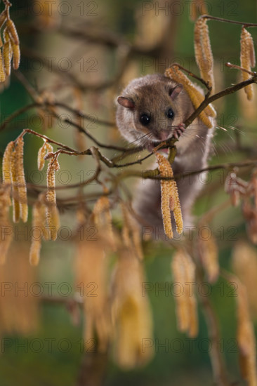 Hazel Edible dormouse (Glis glis), in hazel bush