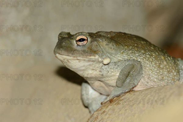 Colorado River Toad (Bufo alvarius), Sonoran Desert Toad