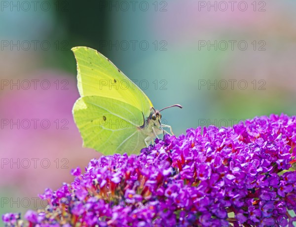 Brimstone butterfly on the blossoms of a (buddleia) bush