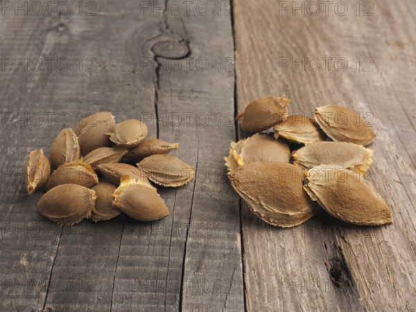 Seeds of sugar apricots on the left and ordinary apricots on the right