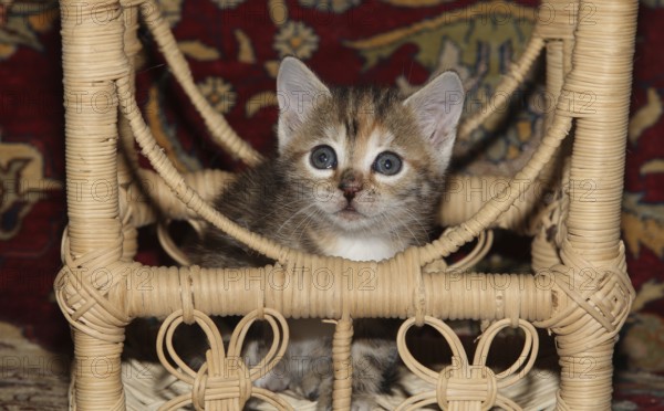 Young domestic cat running sitting in a raffia chair