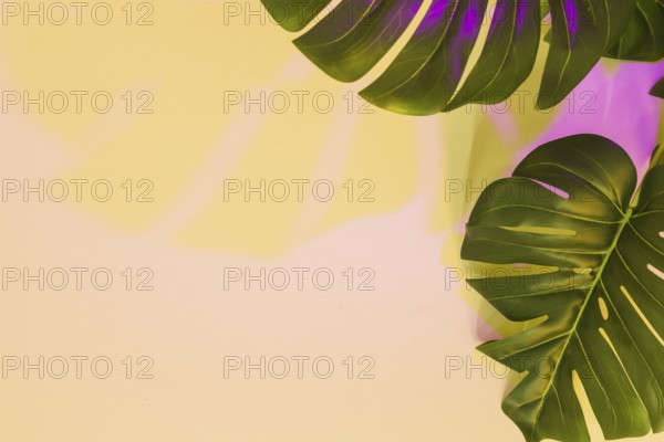 Yellow pink shadow monstera leaf beige backdrop