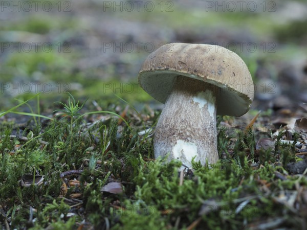 Summer cep (Boletus aestivalis)