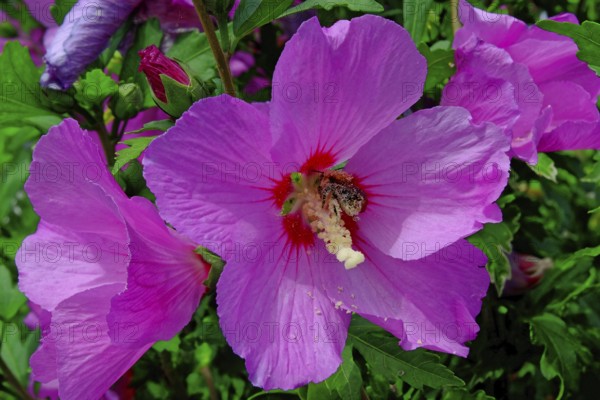 Rose of sharon (Hibiscus Syriacus) close-up