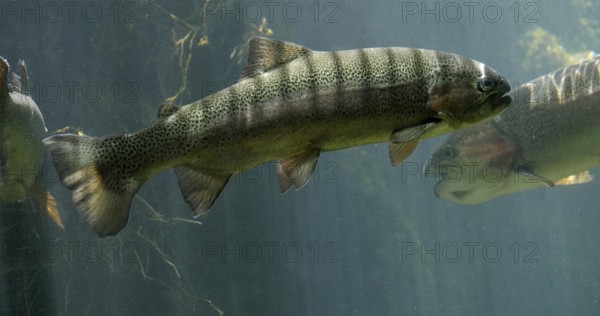 Rainbow Trout, salmo gairdneri, Fishes Swimming in a Freshwater Aquarium in France