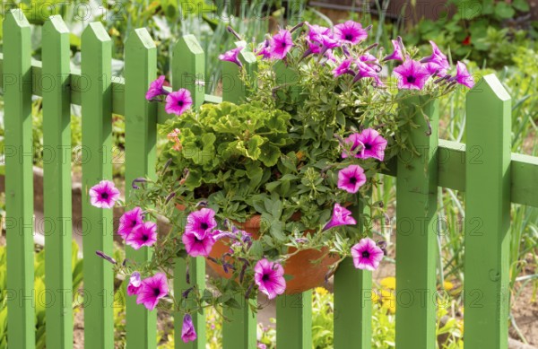 Petunia flower deco at a green wooden fence