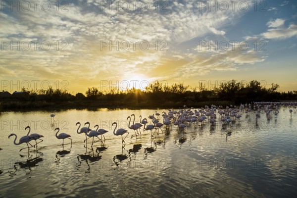 Greater Flamingos (Phoenicopterus roseus), Pont de Gau Ornithological Park, Camargue, France, Europe