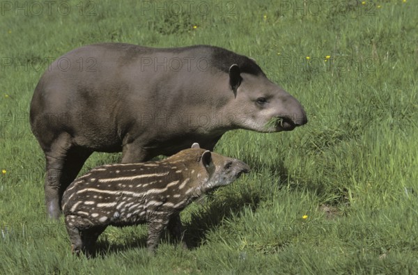 FEMALE AND YOUNG LOWLAND TAPIR (tapirus terrestris)
