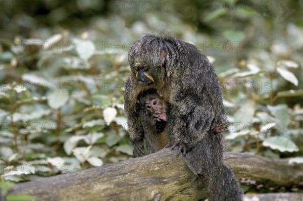 White-faced saki (pithecia pithecia), mother with young
