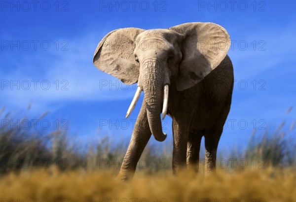 African elephant (Loxodonta africana)