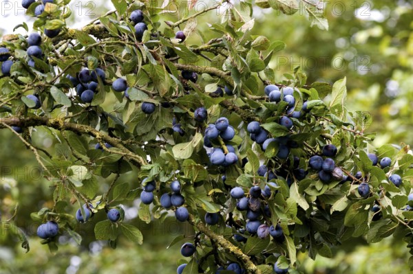 Quetsche Plum, prunus domestica, Branch with Fruits, Normandy