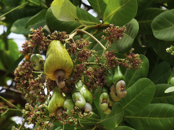 Cashew (anacardium occidentale) Nut, Fruits and Flowers, Cambodia, Asia