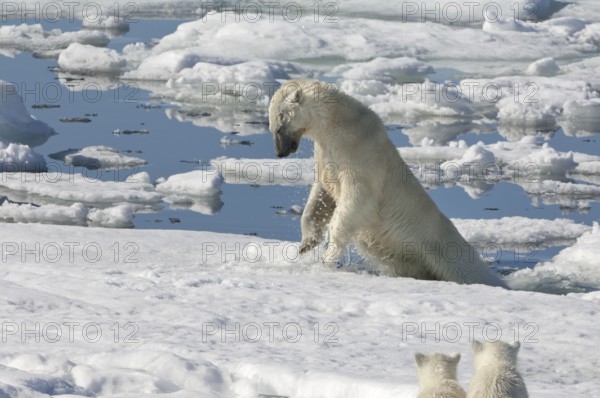 Polar bear (Thalassarctos maritimus), female and cubs, chasing ringed seal (Phoca hispida), Spitsbergen, Svalbard archipelago, Barents Sea, polar bear ice floe, Norway, Europe