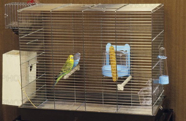 BUDGERIGAR (melopsittacus undulatus) IN A CAGE
