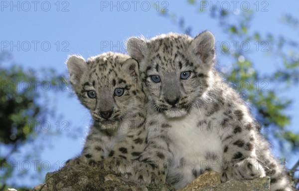 Snow leopard or ounce, uncia uncia, young