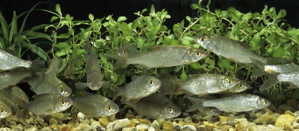 Roach (rutilus rutilus)