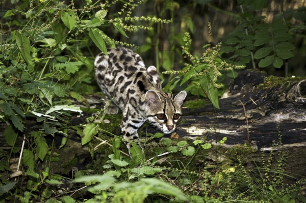 Margay cat, leopardus wiedi, adult