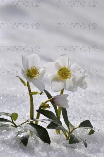 Snow Roses, Christmas Roses (Helleborus niger) in the Snow, Thaw