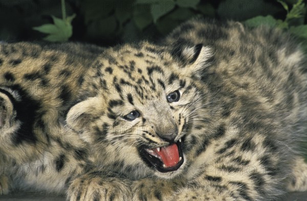 Snow Leopard (uncia uncia) or Ounce, Cub with Open Mouth
