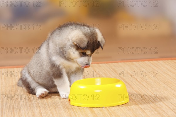 Alaskan Malamute, puppy, 6 weeks, shell