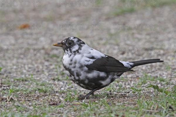 Leucistic Blackbird