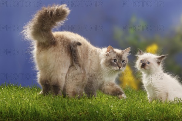 Neva Masquarade with kittens, 7 weeks, Siberian Forest Cat, Neva Masquerade