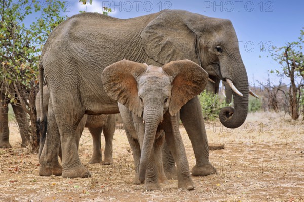 Elephants in Kruger National Park S