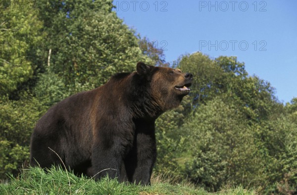 BROWN BEAR (ursus arctos), ADULT STANDING ON GRASS