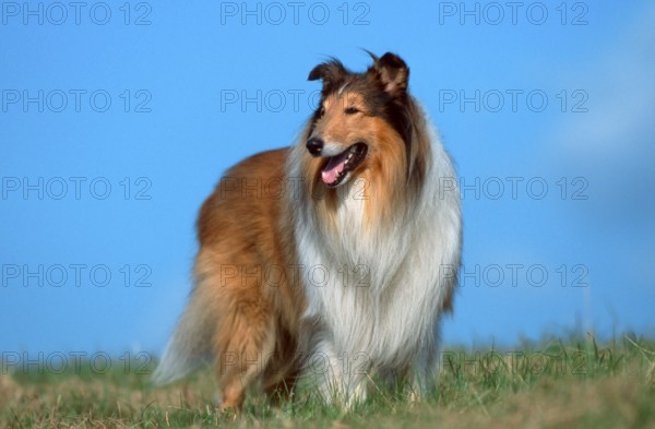 Rough Collie
