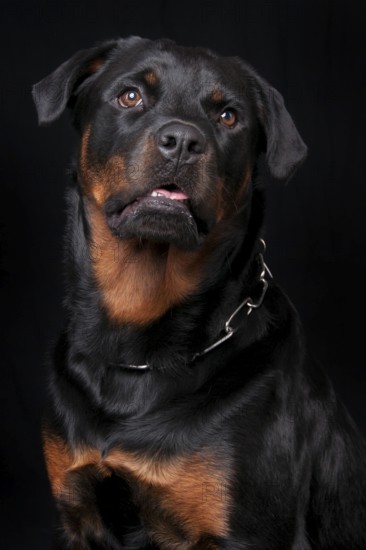 Rottweiler, male, 1 year, chain collar Rottweiler, male, 1 year, collar, chain collar
